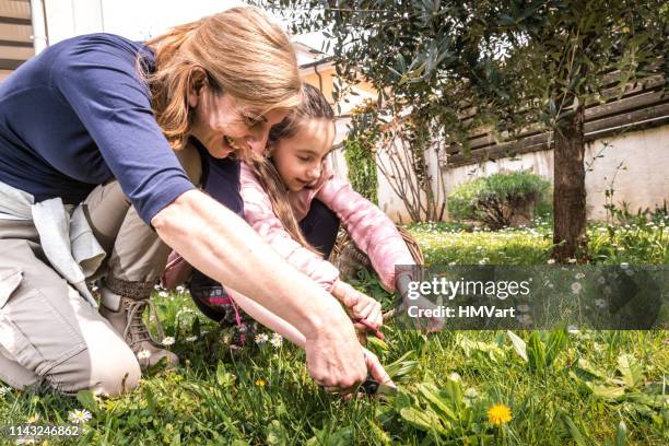 mother and daughter collect medicinal plants, plantago lanceolata, in domestic garden - plantago lanceolata stock pictures, royalty-free photos & images
