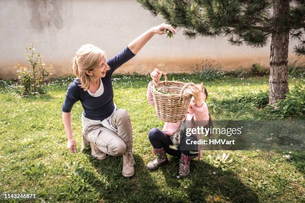 cheerful mother and daughter picking up plantago leaves for use in the home medicine - plantago lanceolata stock pictures, royalty-free photos & images