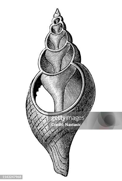 Delicate Tibia Shell 45 Spindle Seashell Stock Photos, High-Res Pictures, and Images - Getty ...