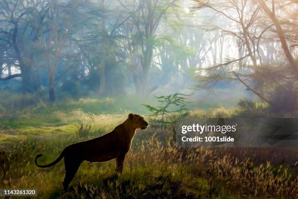 lioness hunting at nakuru national park, early in the morning - lion lioness stock pictures, royalty-free photos & images