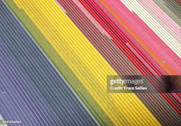 aerial view of tulip fields in the netherlands - flowers in a row stock pictures, royalty-free photos & images