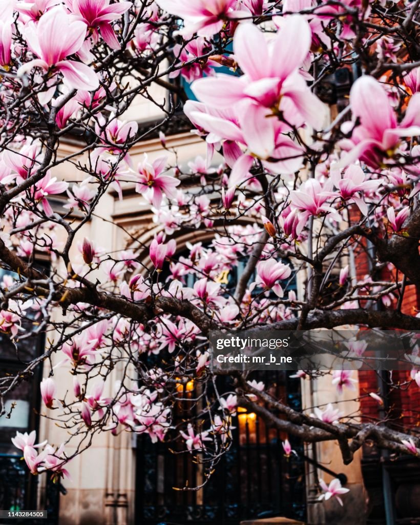 Boston Spring Photos Spring In Boston High-Res Stock Photo - Getty Images