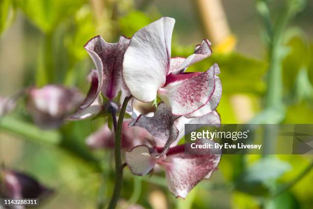sweetpea flowers - sweetpea stock pictures, royalty-free photos & images