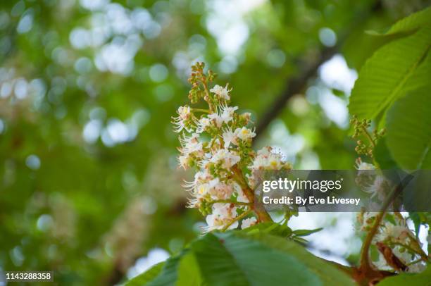 horse chestnut tree flowers - horse chestnut tree stock pictures, royalty-free photos & images