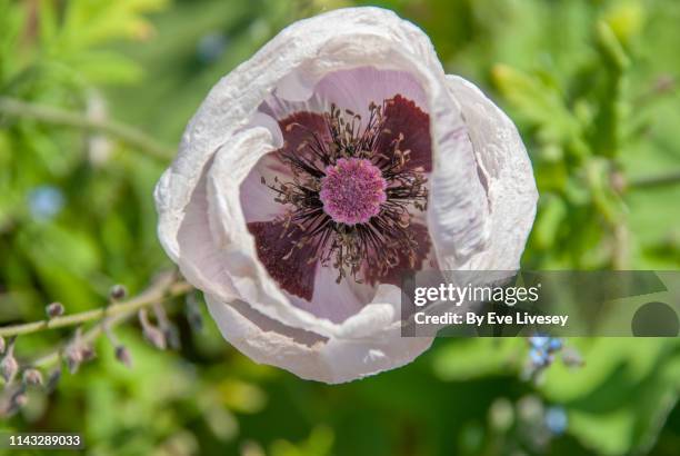 Poppy Perry 795 Navy And Burgundy Flowers Stock Photos, High-Res Pictures, and ...