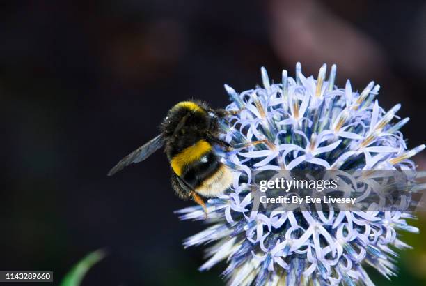 allium flower & bumblebee - zierlauch stock-fotos und bilder