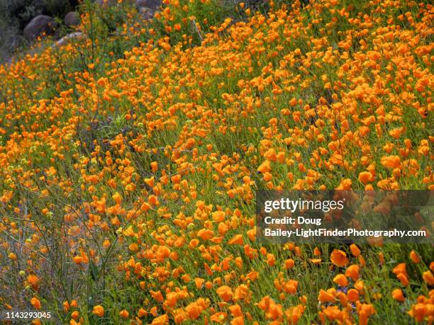flowers and poppies spring super bloom - california super bloom stock-fotos und bilder