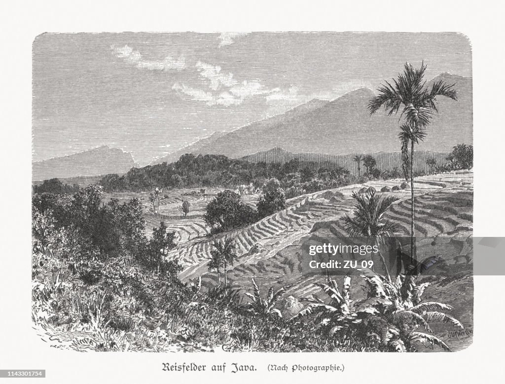 Rice fields in Java, Indonesia, wood engraving, published in 1897