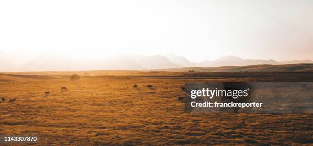 aerial view of cows in montana - montana ranch stock pictures, royalty-free photos & images