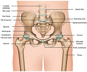 human pelvis anatomy 3d medical vector illustration on white background