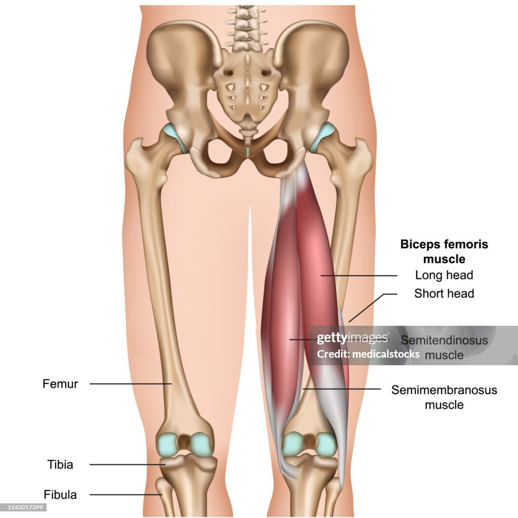Hamstrings Model Labeled Hamstring Muscle Anatomy 3d Medical Vector Illustration On White ...