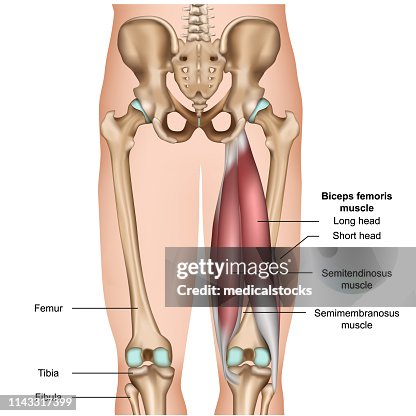 Hamstring Muscle Agonest Hamstring Muscle Anatomy 3d Medical Vector Illustration On White ...