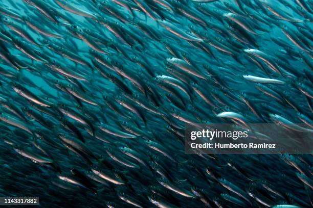 false herring school. - anchovy fotografías e imágenes de stock