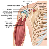 Shoulder anatomy 3d medical vector illustration with arm muscles