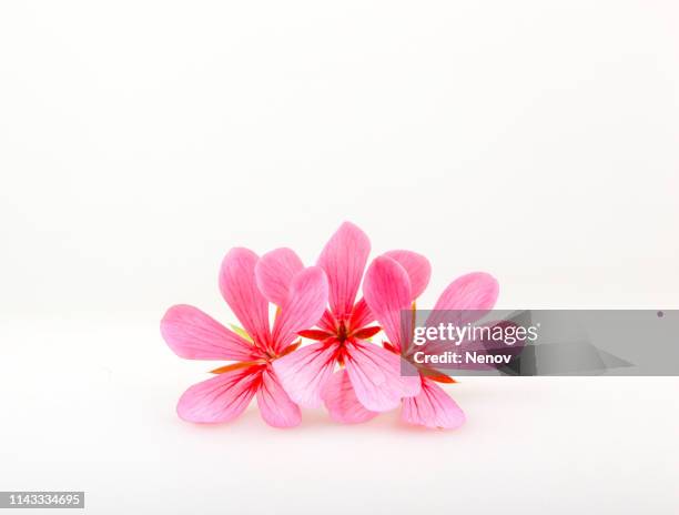 geranium pelargonium flowers against white background - géranium photos et images de collection