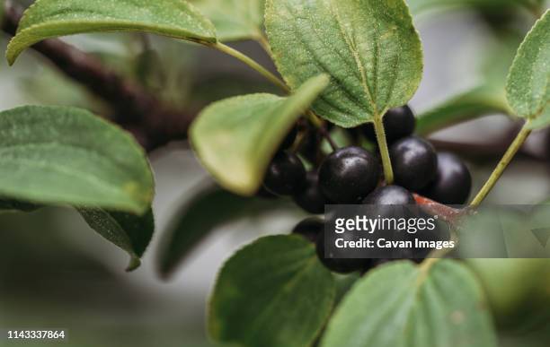 close-up of huckleberries growing on plant in farm - huckleberry stock pictures, royalty-free photos & images