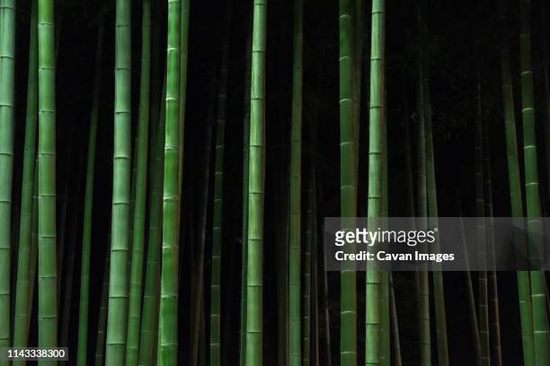 bamboo trees growing in forest at night - bambushain stock-fotos und bilder