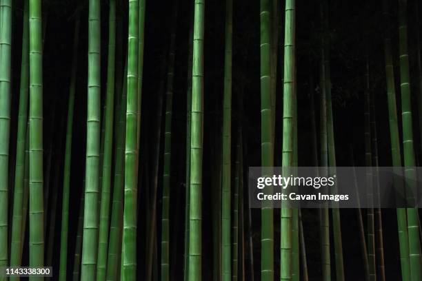 bamboo trees growing in forest at night - bamboo stock pictures, royalty-free photos & images