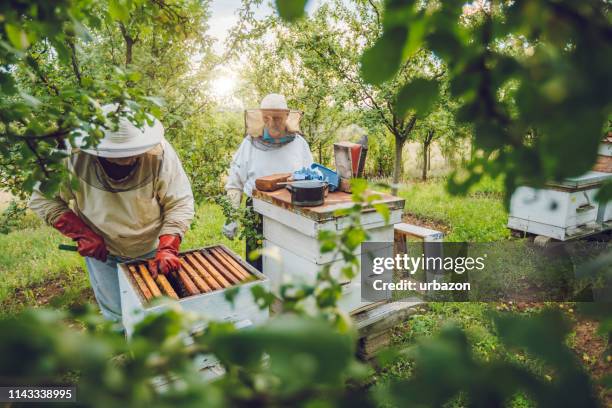 imker sammeln honig - beekeeper stock-fotos und bilder