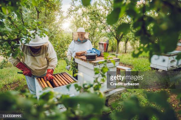 beekeepers collecting honey - beehive stock pictures, royalty-free photos & images