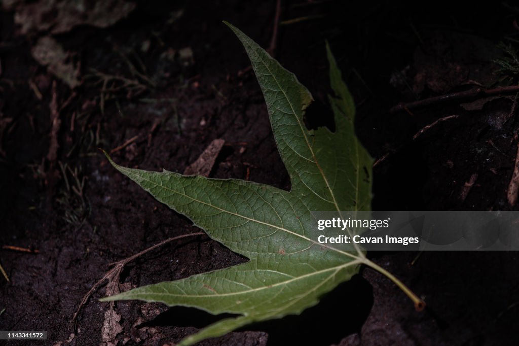 High angle view of sycamore leaf fallen on field in forest