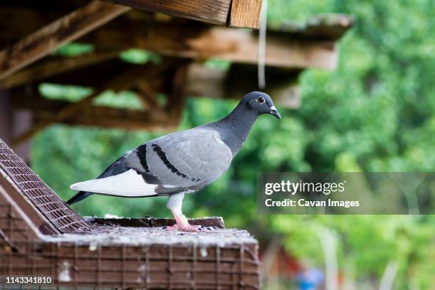 side view of homing pigeon perching on birdhouse - brieftaube stock-fotos und bilder