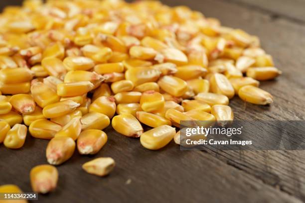 close-up of corn kernels on wooden table - corn kernel imagens e fotografias de stock