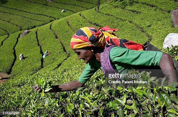 An elderly Tamil women picking tea at a tea plantation on February 10, 2006 in Nuwara Eliya, Sri Lanka. Tea is Sri Lanka biggest export and the...