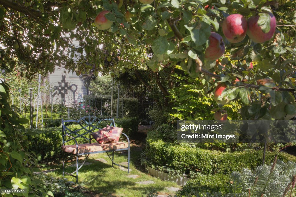 Bench under apple tree in lush garden