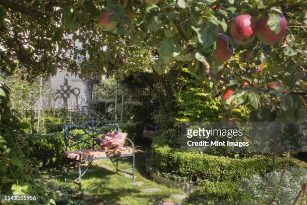 bench under apple tree in lush garden - árvore frutífera - fotografias e filmes do acervo
