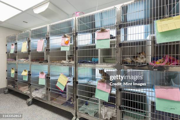 kitten sitting in cages at animal shelter - centro de acogida para animales fotografías e imágenes de stock