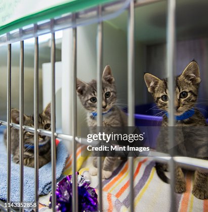 Stray Cats Cat Rescuers Netflix Abandoned Cats Cuddle Cat Rescue