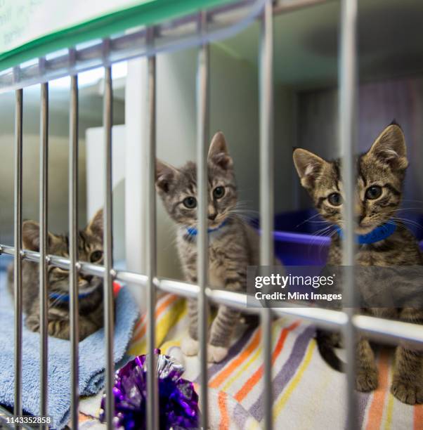 kittens sitting in cage at animal shelter - animal rescue stock pictures, royalty-free photos & images