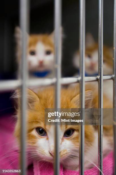 cats sitting in cage at animal shelter - shelter cat photos et images de collection