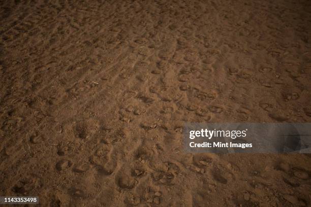 hoof prints in dirt - horse hoof stock pictures, royalty-free photos & images