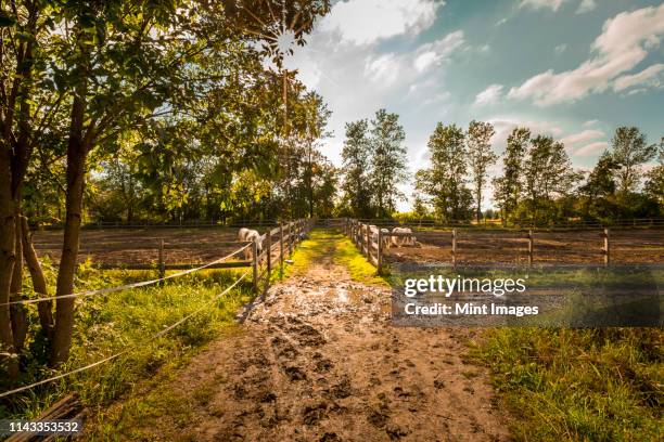muddy path on horse farm - zoogehege stock-fotos und bilder