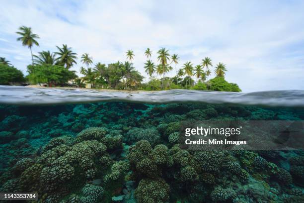 reef in tropical water, bora bora, french polynesia - polinesia fotografías e imágenes de stock