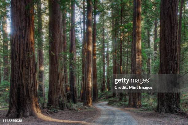 trees growing in state park forest, california, united states - sequoia stockfoto's en -beelden