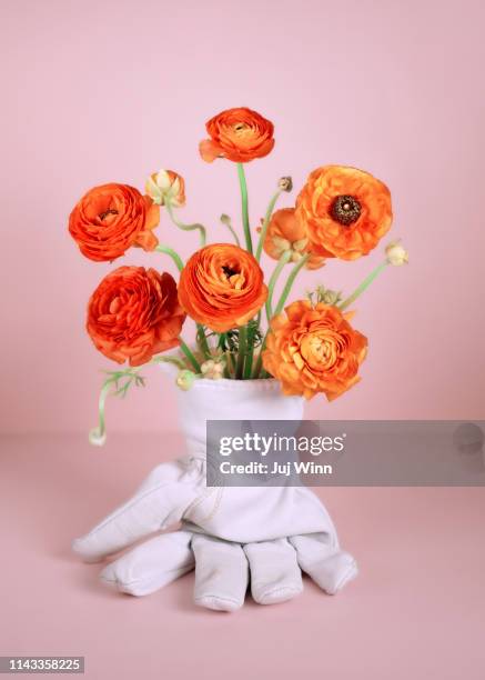 bouquet of orange ranunculus in white leather work glove. - buttercup family stock pictures, royalty-free photos & images