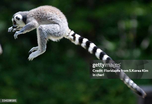 ring tailed lemur - lemur stockfoto's en -beelden