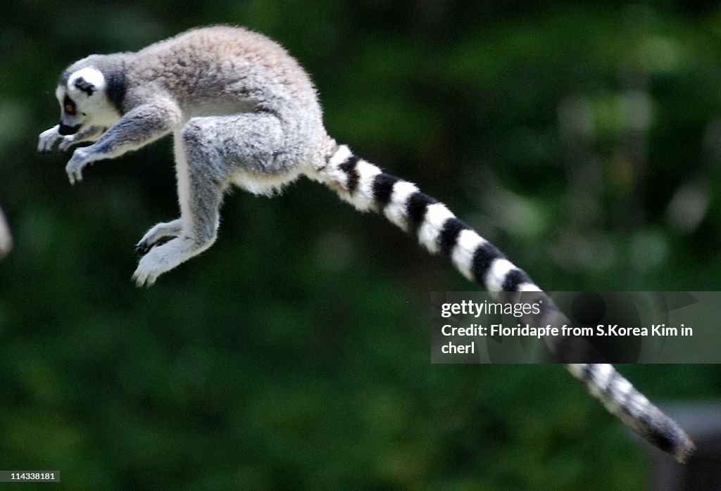 Ring tailed lemur