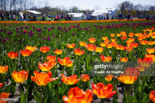 tulip time festival - holland michigan stock pictures, royalty-free photos & images