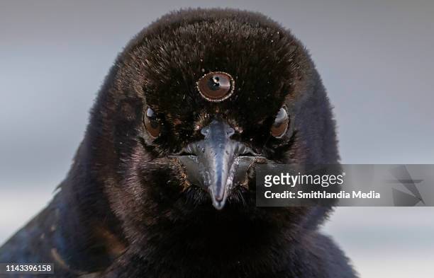 three eyed raven - corvus corax tri-orbs - ravens stock pictures, royalty-free photos & images