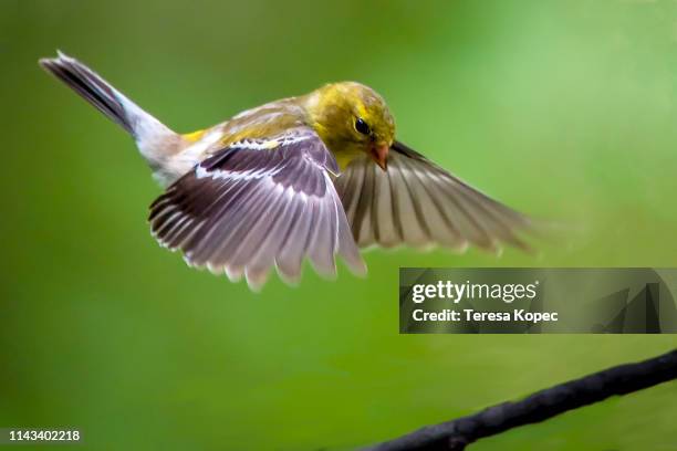 goldfinch in flight - goldfinch stock pictures, royalty-free photos & images