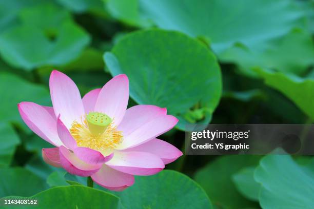 beautiful lotus flower - lotus foto e immagini stock