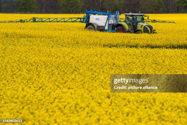 May 2019, Saxony-Anhalt, Borstel: A tractor pulls a plant spray through a rape field when treating rape flowers near Borstel. The farmers'...