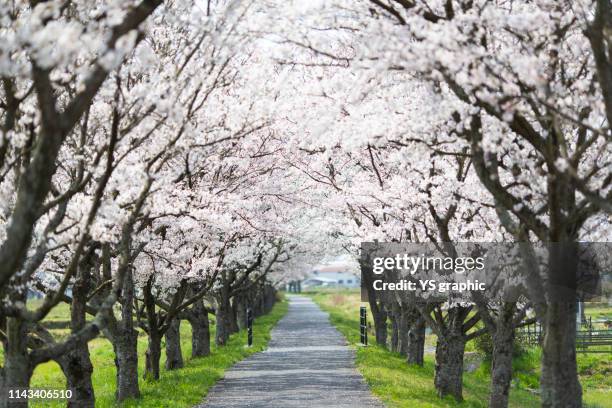 cherry tree lined tunnel - cerejeira árvore frutífera - fotografias e filmes do acervo