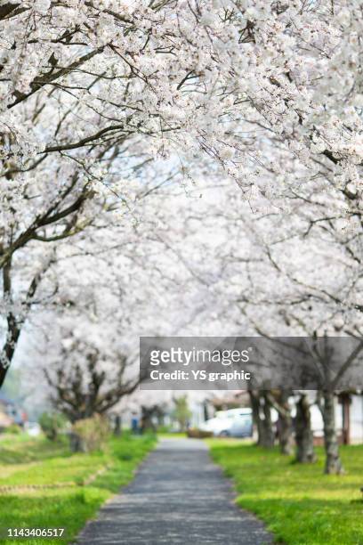 cherry tree lined tunnel - 桜並木 ストックフォトと画像