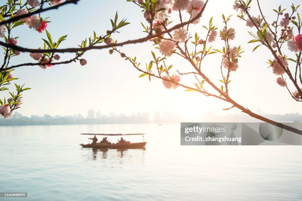 Blooming peach blossoms and boats, spring West Lake, Hangzhou, China