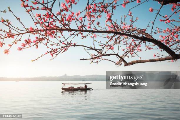 blooming peach blossoms and boats, spring west lake, hangzhou, china - fiore di pesco foto e immagini stock